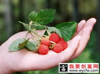 覆盆子什么时候种植适合？覆盆子的种植时间和方法