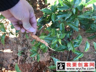 怎样种植巴戟天？巴戟天种植几年才结果？