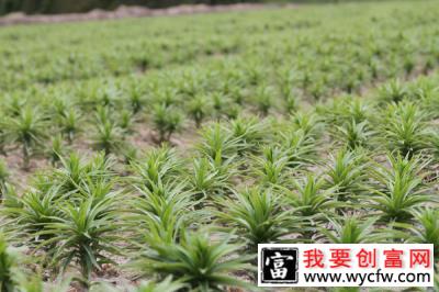 如何种植食用百合？食用百合的种植管理与方法