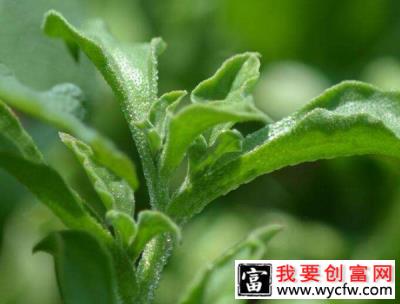 冰菜的种植前景如何？冰菜适合什么地方种植？