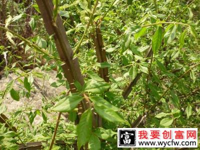 鬼箭羽种植前景怎么样？鬼箭羽种植亩产量及利润