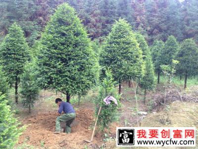 怎样让树苗快生根？新栽苗木快速生根的方法