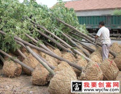 怎样让树苗快生根？新栽苗木快速生根的方法