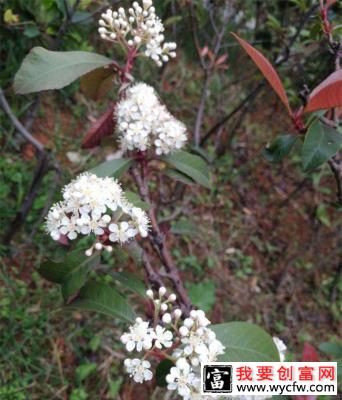 石楠花的花语是什么？石楠花的寓意和象征