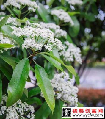 石楠花的花语是什么？石楠花的寓意和象征