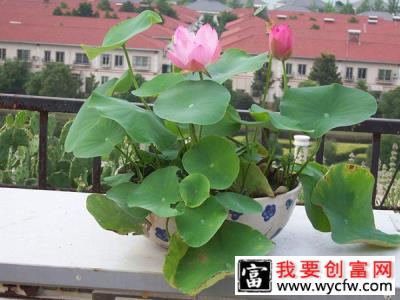 碗莲种植前景好吗？碗莲的无土种植方法