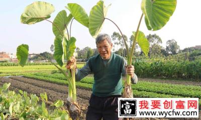 香芋种植前景怎么样？大香芋的种植方法