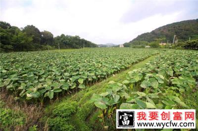 香芋种植前景怎么样？大香芋的种植方法