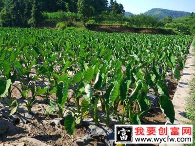 香芋种植前景怎么样？大香芋的种植方法