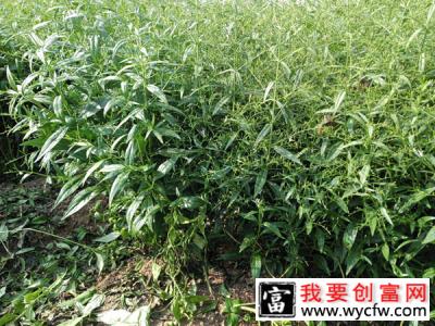 种植穿心莲的前景如何？食用穿心莲种植技术方法