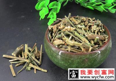 种植穿心莲的前景如何？食用穿心莲种植技术方法