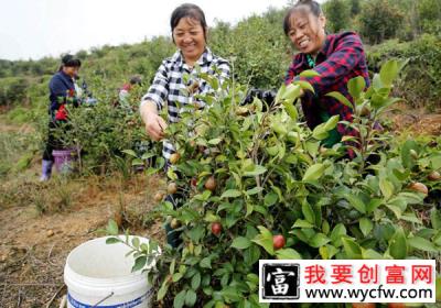 种植油茶的前景如何？茶油树种植栽培技术