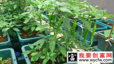 阳台种植这6种蔬菜，给点水就能长，能吃还能观赏！