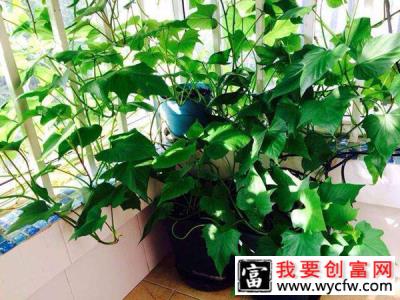 阳台种植这6种蔬菜，给点水就能长，能吃还能观赏！