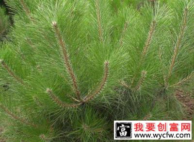 种植樟子松前景怎么样？樟子松种植技术