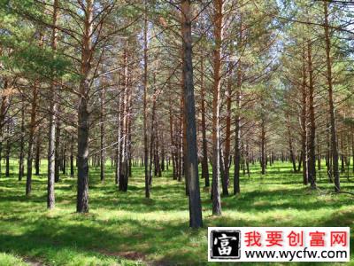 种植樟子松前景怎么样？樟子松种植技术