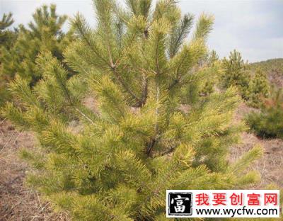 种植樟子松前景怎么样？樟子松种植技术