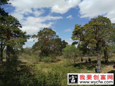 种植樟子松前景怎么样？樟子松种植技术