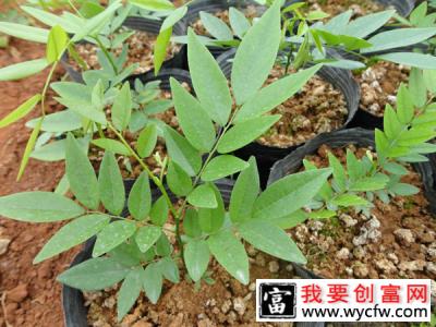 黄花梨木种植前景怎么样？人工种植黄花梨如何种植？