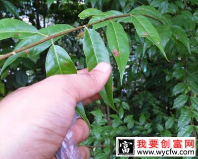 苦丁茶种植前景好吗？苦丁茶的种植技术