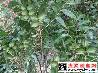 碧根果苗适合北方种植吗？碧根果的栽培技术