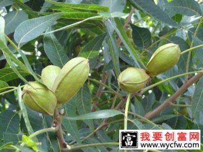 碧根果苗适合北方种植吗？碧根果的栽培技术