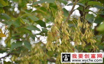 白蜡树种子怎么种植？对节白蜡树种植技术