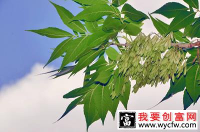 白蜡树种子怎么种植？对节白蜡树种植技术