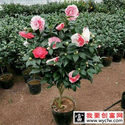 五色赤丹茶花好养活吗？五色赤丹茶花的优缺点