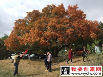 五角枫什么季节种植好？如何种植五角枫？