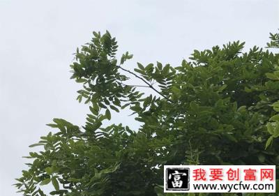 怎么培育刺槐树苗？刺槐树苗育苗种植技术