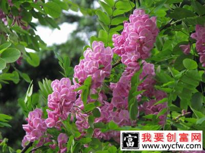 红花刺槐可以嫁接吗？红花刺槐嫁接育苗方法