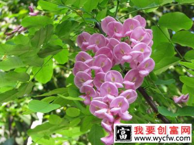 红花刺槐可以嫁接吗？红花刺槐嫁接育苗方法