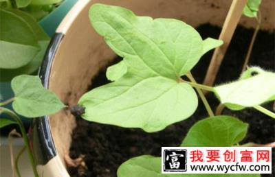 牵牛花种子什么时候种？牵牛花种子种植方法及时间