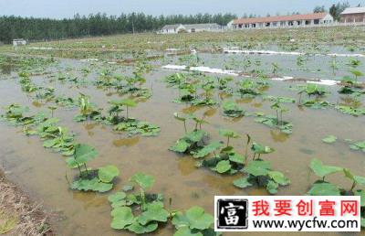 莲藕怎么栽培?莲藕高产种植技术