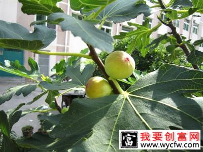 一亩无花果种植成本需要多少？无花果的种植方法