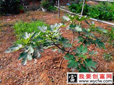 一亩无花果种植成本需要多少？无花果的种植方法