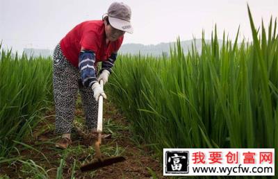 巧用这几种除草剂，一封一杀，绿篱杂草防除不再是难题