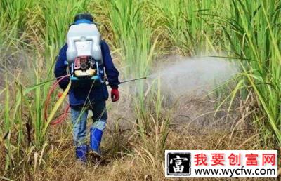 巧用这几种除草剂，一封一杀，绿篱杂草防除不再是难题