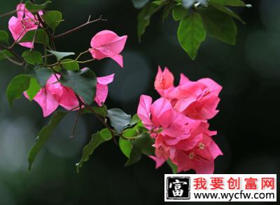 三角梅一年能开几次花？花盆养三角梅的养殖方法和注意事项