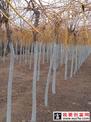 金枝槐怎么修剪？金枝槐种植技术