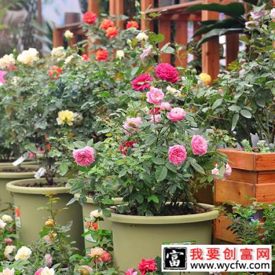 春天这4种花适合在家里养，花香好闻，还能杀菌