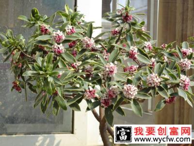 春天这4种花适合在家里养，花香好闻，还能杀菌