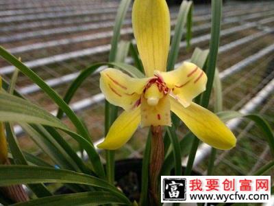 春天这4种花适合在家里养，花香好闻，还能杀菌