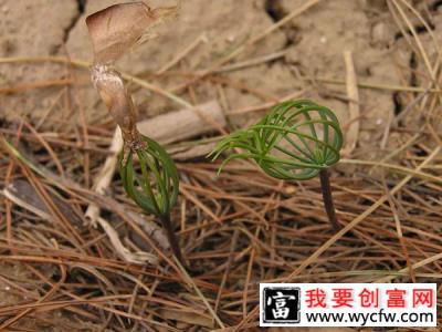 雪松种子怎么种？雪松树种子种植方法