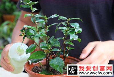 早春养茶花要注意这3个小细节