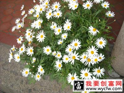 早春播种就选这5种花