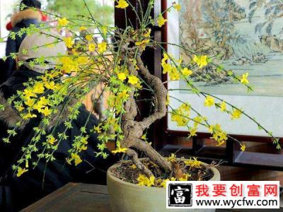 适合3月份种植的6种开花植物