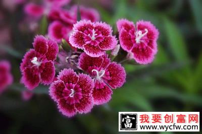 石竹花花语是什么？石竹花花期多长时间？