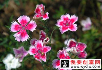 石竹花花语是什么？石竹花花期多长时间？